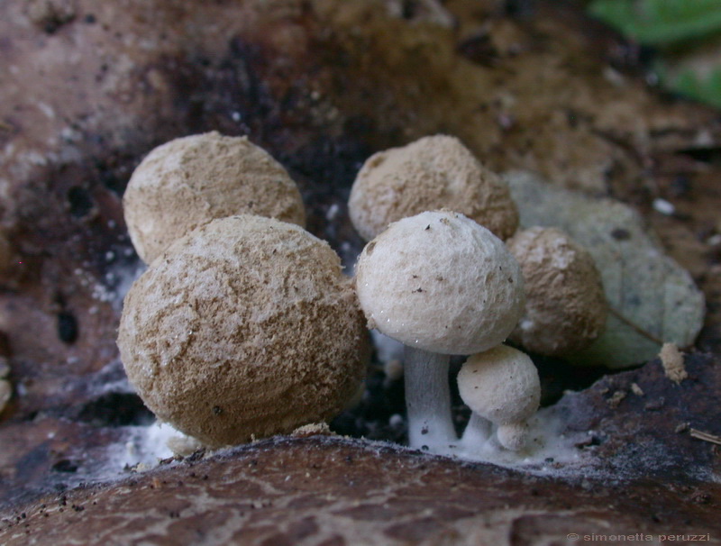 Asterophora lycoperdoides ....aggiornamento